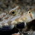 goby_spot_twin_res_kb_h_0435_png1117.jpg